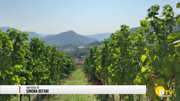 In un decennio in provincia di Bergamo le imprese agricole sono calate di quasi 200 unità.