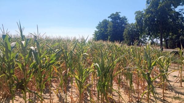 Caldo e siccità decimano mais, soia e risoL’Ue: «Monitoriamo gli impatti per il futuro»