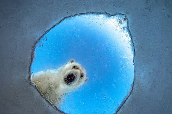 Cento scatti in finale al Wildlife Photographer of the Year 
