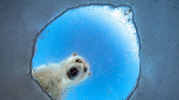 Cento scatti in finale al Wildlife Photographer of the Year 