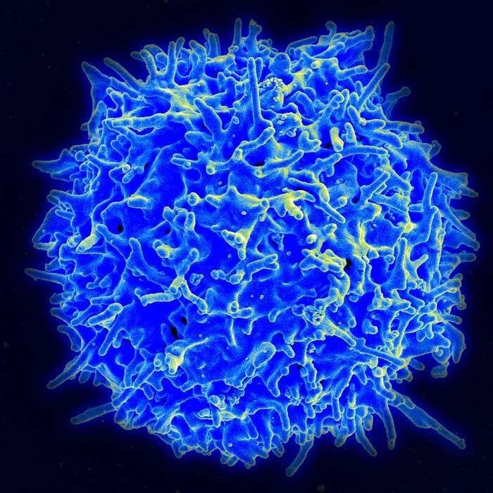 I supercentenari ricchi di cellule immunitarie anticancro 