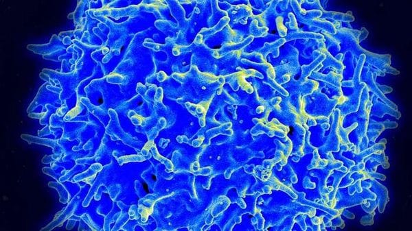 I supercentenari ricchi di cellule immunitarie anticancro 
