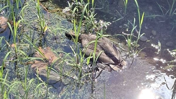 Vallo colleonesco a Martinengo, morìa di anatre. «Forse un virus», Ats in campo