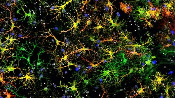 Alzheimer, nanoparticelle rigenerano nei topi i neuroni persi
