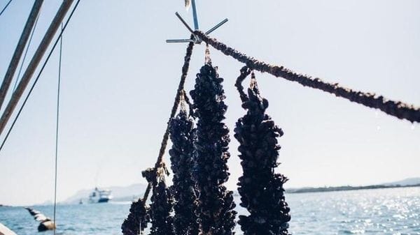 Moria di cozze in E-R per il caldo, Sos dagli allevamenti