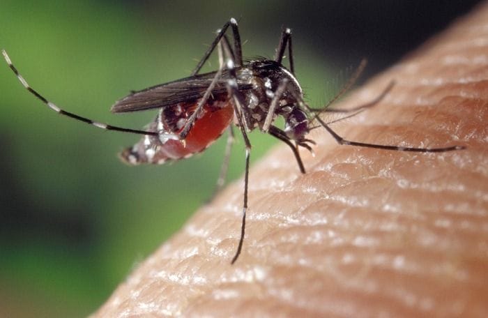 Dal virus West Nile alla malaria, servono più sorveglianza e disinfestazioni