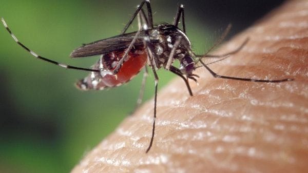 Dal virus West Nile alla malaria, servono più sorveglianza e disinfestazioni