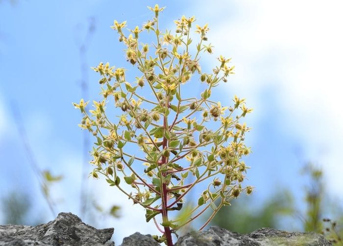 Un’insospettabile pianta da fiori scoperta in Cina è carnivora   VIDEO