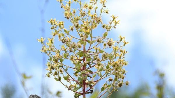 Un’insospettabile pianta da fiori scoperta in Cina è carnivora   VIDEO