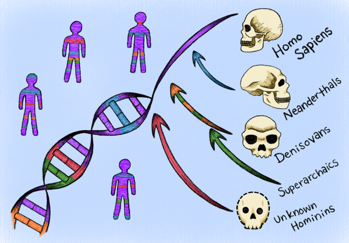 Nel Dna umano ci sono tracce di antenati fantasma 
