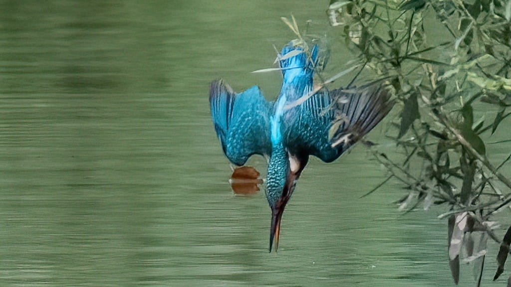 Un martin pescatore in azione