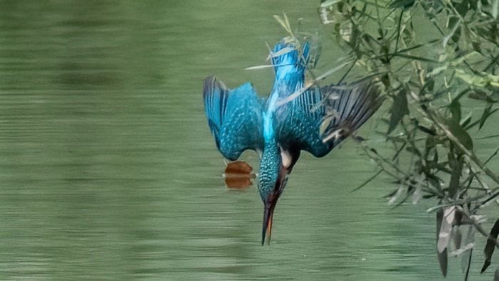 Un martin pescatore in azione