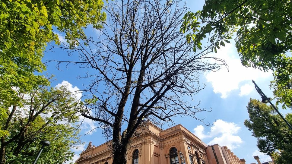 Alberi provati dal caldo a Bergamo. «Task force coi cittadini, bagnati senza sprechi»