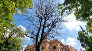 Alberi provati dal caldo a Bergamo. «Task force coi cittadini, bagnati senza sprechi»