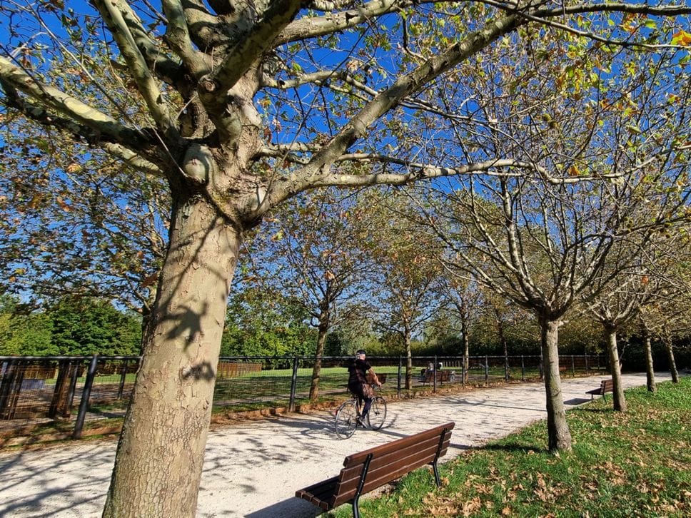 Alberi provati dal caldo a Bergamo. «Task force coi cittadini, bagnati senza sprechi»