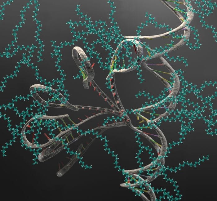 Dall'Rna una nuova speranza per molte malattie genetiche 
