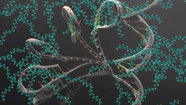 Dall'Rna una nuova speranza per molte malattie genetiche 