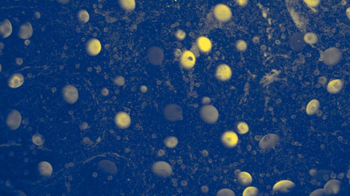 L’ovaio conta i suoi ovuli per tutto il ciclo riproduttivo 