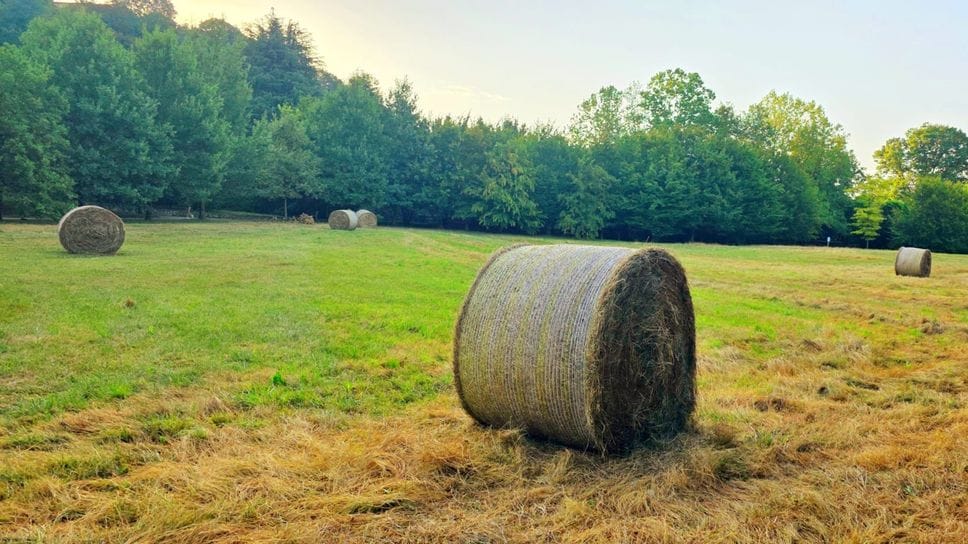 Bergamo, il fieno dei prati urbani diventa una risorsa agricola