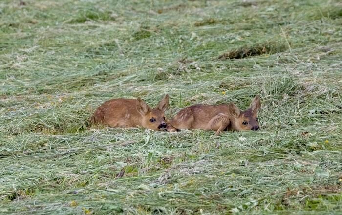 In Alto Adige salvati 2.600 caprioli dalle falciatrici grazie ai droni