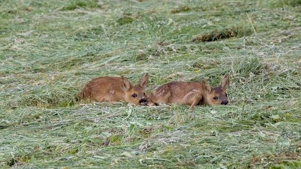 In Alto Adige salvati 2.600 caprioli dalle falciatrici grazie ai droni