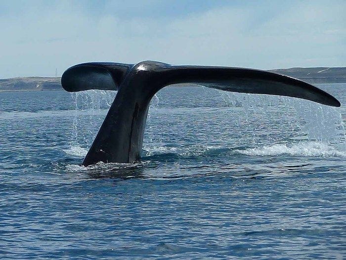 Torna il canto delle balene al largo della Sicilia