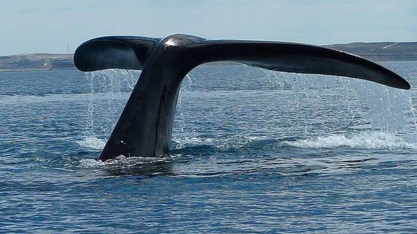 Torna il canto delle balene al largo della Sicilia