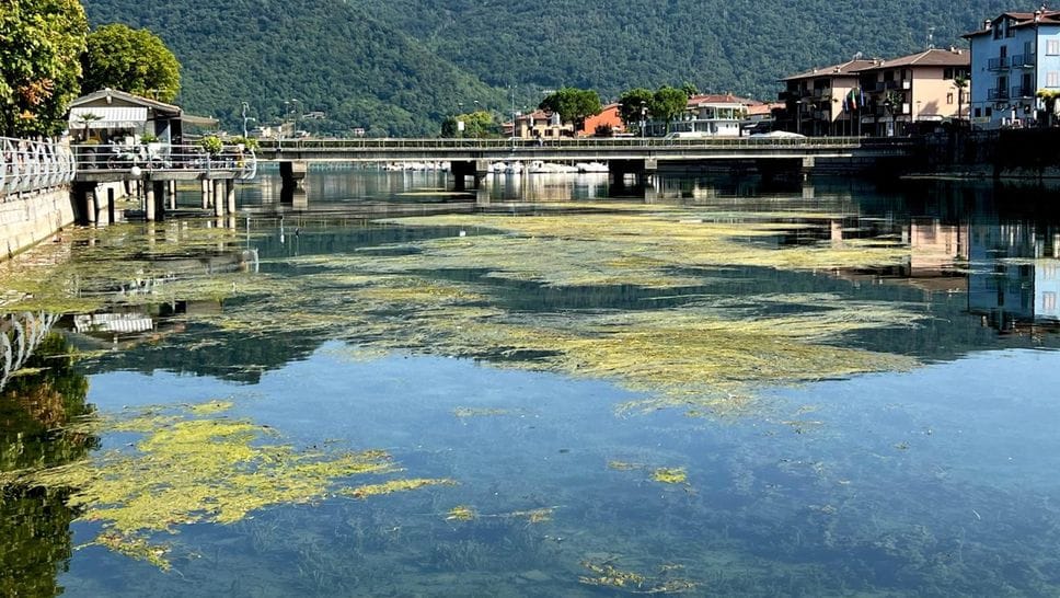 Alghe: prateria nel Sebino in secca, chiudono due imbarcaderi