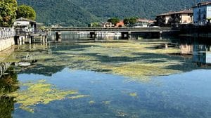 Alghe: prateria nel Sebino in secca, chiudono due imbarcaderi