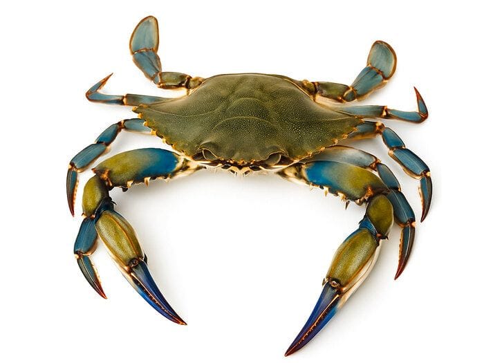 Dai granchi blu una chitina di alta qualità per l'industria