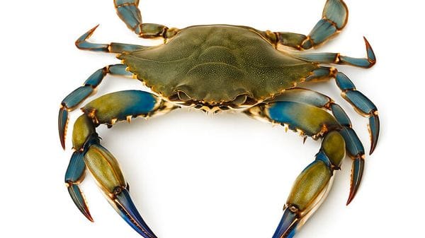 Dai granchi blu una chitina di alta qualità per l'industria