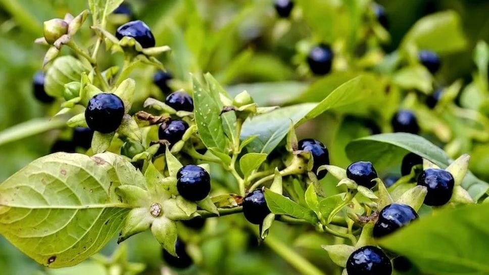 Intossicati dopo aver mangiato bacche di belladonna scambiate per mirtilli