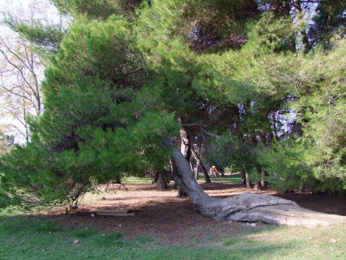Alberi Monumentali, oltre 5mila gli esemplari tutelati dal Masaf, 82 new entry