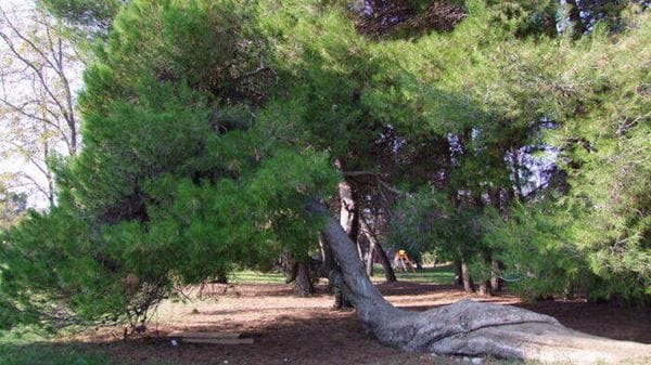 Alberi Monumentali, oltre 5mila gli esemplari tutelati dal Masaf, 82 new entry