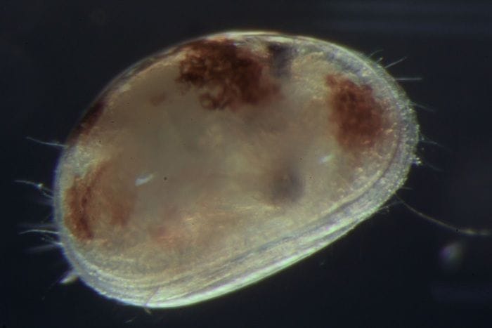 Anche microscopici crostacei imparano e hanno memoria