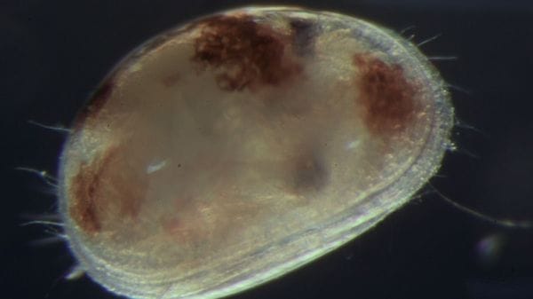 Anche microscopici crostacei imparano e hanno memoria