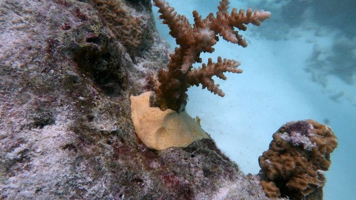Biomateriali innovativi e sostenibili per 'restaurare' gli habitat marini