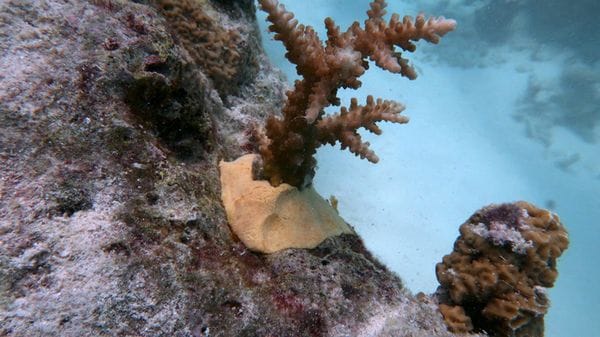 Biomateriali innovativi e sostenibili per 'restaurare' gli habitat marini