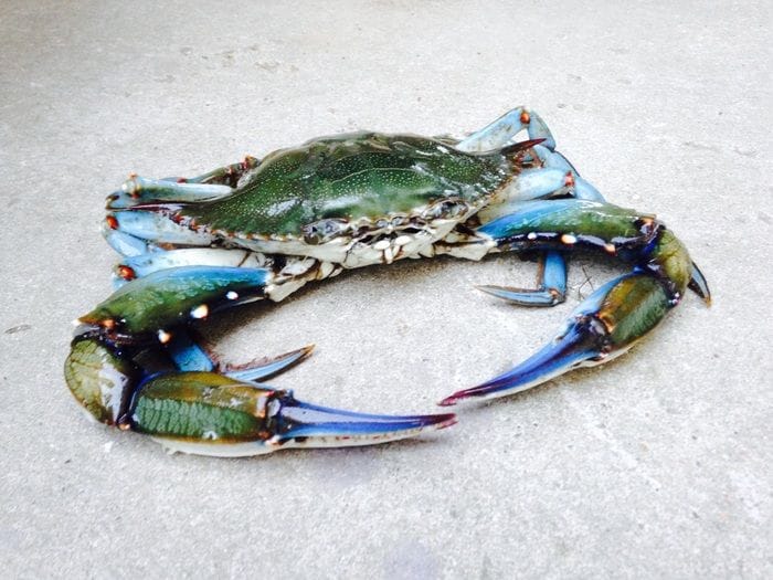 Dal granchio blu una chitina di alta qualità e più sostenibile