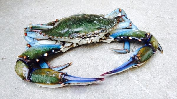 Dal granchio blu una chitina di alta qualità e più sostenibile
