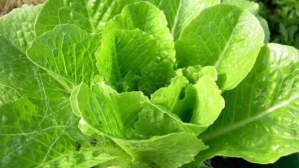 Ottenuta la prima lattuga che produce una proteina chiave della carne  