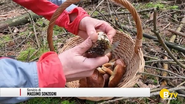 Raccolta funghi, grazie all'Ats a disposizione l'Ispettorato micologico gratuito