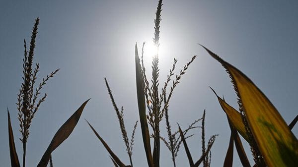 Siccità, costi triplicati per l'Italia con 2 gradi in più
