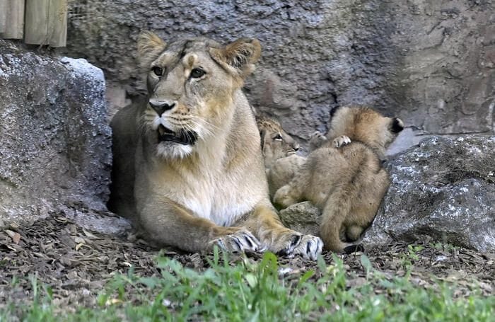Wwf, nel Gujarat la popolazione dei leoni è aumentata del 32% dal 2020