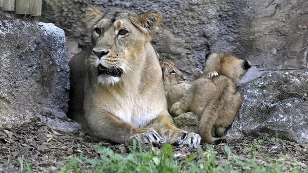 Wwf, nel Gujarat la popolazione dei leoni è aumentata del 32% dal 2020