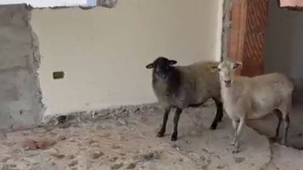 Pecore smarrite a Cenate Sotto, recuperate dai vigili