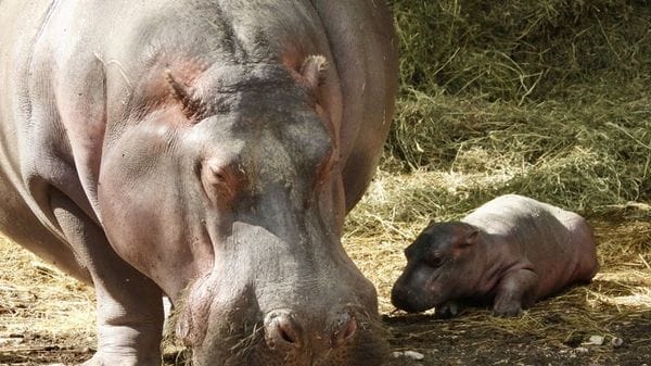 A 55 anni l'ippopotama più anziana d'Europa partorisce il 15/o figlio