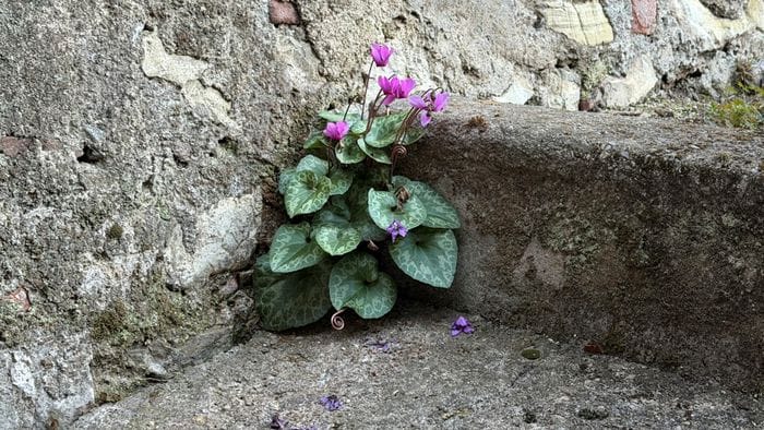 «Ciclamini resilienti...»