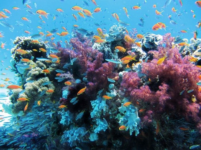 Il microbioma marino 'sentinella' della salute del mare