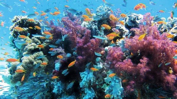 Il microbioma marino 'sentinella' della salute del mare